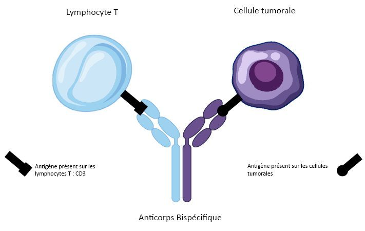 Anticorps bispécifiques